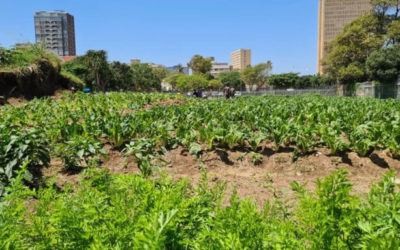 Homeless Men Turn Land Behind Durban’s Elangeni Into Booming Organic Farm